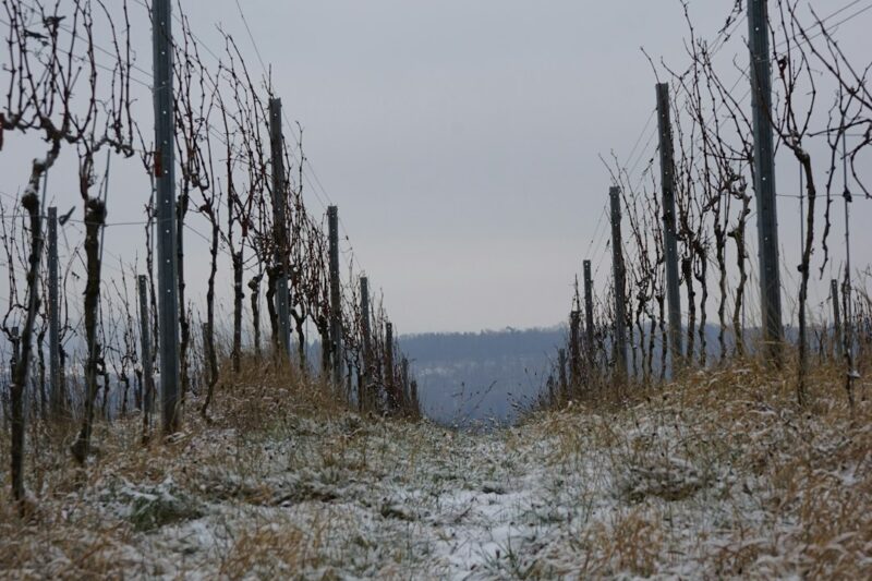 Reposo Invernal: Cómo Nuestras Vides se Preparan para el Nuevo Ciclo